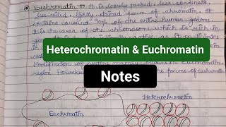 7 Heterochromatin amp Euchromatin noteshpumscbotanyzoology priyathakur [upl. by Naashom]