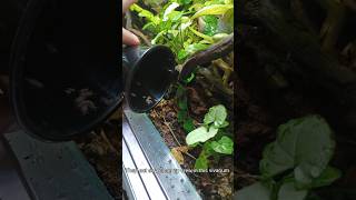 Adding some isopods to the forest floor isopods vivarium [upl. by Zasuwa]