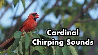 Cardinal Calling Sounds  Chirping In A Tree  Bright Red Wild Bird [upl. by Turne340]