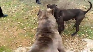 Pitbull destroys a Cane Corso [upl. by Geraldina]