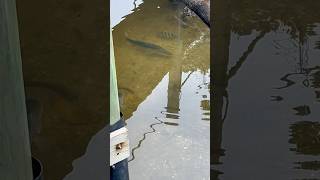 Sheepshead punking a Snook while his friends watch sanibelisland snook sheepshead [upl. by Ardnat288]