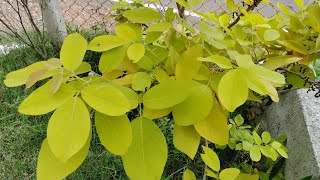 Golden Legium Plant  Yellow Karada  kaha karada Tree  Golden Horse Bush Dendrolobium umbellatum [upl. by Season205]