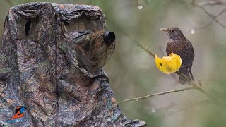 Tragopan Chair Hide for Bird Photography  Lagopus Blind [upl. by Zosema]