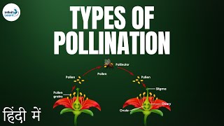 Pollination in Flowers  in Hindi हिंदी में [upl. by Beeson]