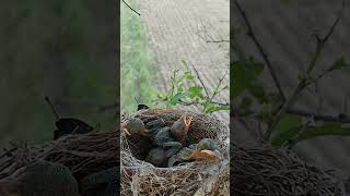 Black Drongo Diaries Adventures of Baby Drongos shorts [upl. by Thacker]