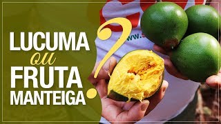 A Fruta da Manteiga Doce  Pouteria lucuma [upl. by Rebeca]