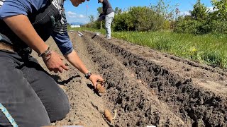 How We Plant Our Dahlias [upl. by Nylaf]