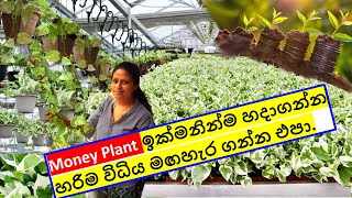 How to grow money plant Sinhala  Pothos මනි ප්ලාන්ට් Money Plant නිවැරිදිව සිටවගන්නා ආකාරය [upl. by Hcirdla]