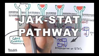 JAKSTAT Signalling Pathway [upl. by Georglana]