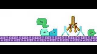 Classical Pathway Complement System [upl. by Nelram517]