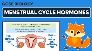 Menstrual Cycle Hormones  GCSE Biology [upl. by Aubigny345]