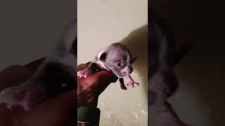 2 weeks old American bully puppy the runt [upl. by Colvert]