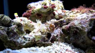 pom pom crab dance [upl. by Semmes]