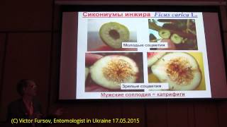 Инжир Симбиоз или Смерть Опылитель Blastophaga Agaonidae и Ficus carica Киев Украина [upl. by Nydroj]