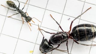 Camponotus ligniperda Spain vs Myrmecia urens Australia 15092024 [upl. by Pasadis]