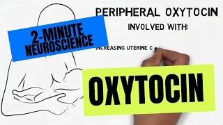 2Minute Neuroscience Oxytocin [upl. by Ajet]