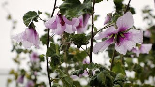 Tree Mallow Seed Guide and More [upl. by Karolyn]