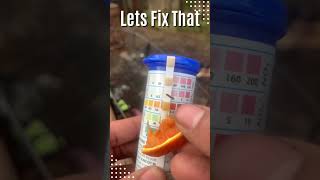 Using Orange To Change Your Soil PH urbangardening strawberries [upl. by Dahs]