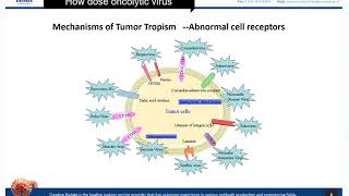 Oncolytic Virotherapy Basic Knowledge Review  Creative Biolabs [upl. by Yasmin]