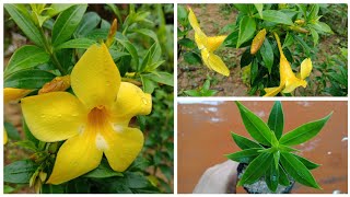 How to grow and care Allamanda plant in RingEasiest way to grow Allamandaകോളാമ്പി പൂവ്Salu koshy [upl. by Azitram]