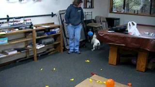 Buddy the Jack Russell Terrier fights some balloons [upl. by Faruq]