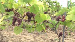 Domaine Poiron Dabin  Muscadet Sèvre et Maine sur Lie  Val de Loire [upl. by Ahsekahs]