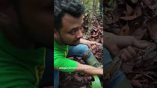 PANJI PETUALANG DILILIT ULAR PYTHON DI HUTAN KALIMANTAN [upl. by Iur571]