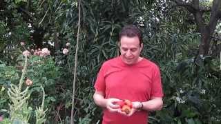 Where Do Cashews Come From A tropical fruit tree [upl. by Dorree]