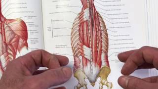 StabilityWOD 37 Multifidus Where Lumbar Stability Begins [upl. by Glyn809]