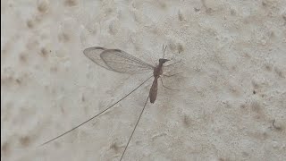 I saw a very uncommon insect called Threadwinged Antlion Croce filipennis [upl. by Culley476]