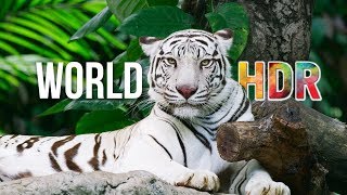 The World in HDR in 4K ULTRA HD [upl. by Charo925]