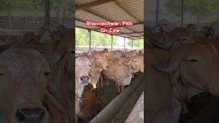 Bhuvneshwari Pith Gir Cow  Gir Cow in Gujarat gircow [upl. by Bradshaw]