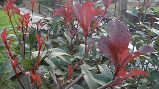 FOTINIA Photinia x fraseri quotRed Robinquot wwwriomoroscom [upl. by Keyser]