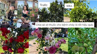 Chia sẻ xịt thuốc cho bệnh cháy lá rất hiệu quả amp Ngắm Vườn hoa hồng ❤️🥰 513 [upl. by Adlev]