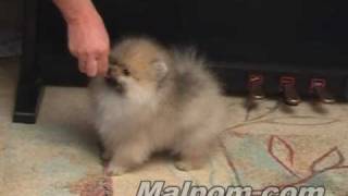 Pomeranian puppy 12 weeks [upl. by Anirol]