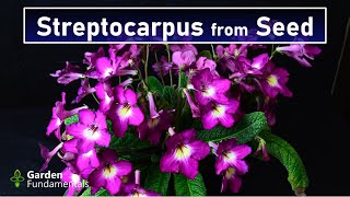 Growing Streptocarpus From Seed 💐💐💐 aka cape primrose from seed [upl. by Silsbye]