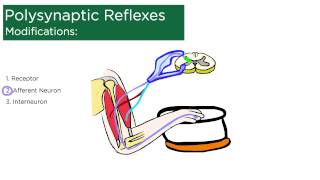 Polysynaptic Reflexes [upl. by Einahpet]