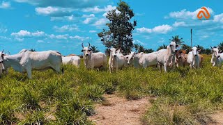 COMO FUNCIONA A INSEMINAÇÃO ARTIFICIAL EM BOVINOS [upl. by Pardo955]