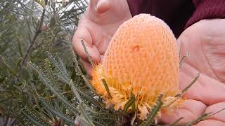 Banksia hookeriana  a classic Western Australian Banksia [upl. by Allecsirp]