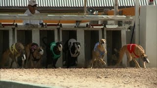 Greyhound racing may soon end in Florida [upl. by Heathcote]