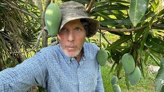 Fruiting Garcinias Achachairu Mangoes amp More  Natural Farming  61024 [upl. by Esiuolyram]