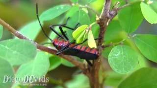 Sphictyrtus chryseis  Giant Mesquite Bugs Hemiptera Percevejo [upl. by Sileas301]