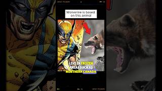 Wolverine EXIST And He Is A BEAST  Wolverine The Animal 🦡 shorts wolverine [upl. by Llyrehc764]