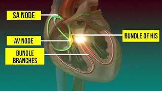 ORIGIN AND CONDUCTION OF HEART BEAT [upl. by Jaala]