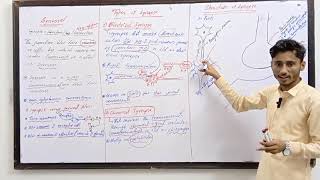 Synapse  Types of synapse  Mechanism of synapse Nervous System biologyclass12 mdcat [upl. by Izy807]