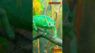 Chameleons Magical Color Play Chameleon Reptiles ColorChange animals Wildlife Lizards [upl. by Millicent]