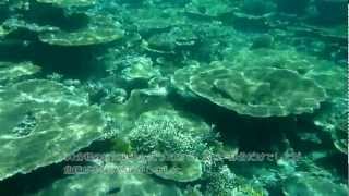 BATHALA 2011 Maayafushi Snorkeling Tour [upl. by Woodford]