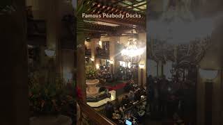 😀 The March of the Famous Peabody Hotel Ducks Memphis TN shorts travel youtubeshorts [upl. by Katuscha]