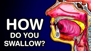 SWALLOWING OR DEGLUTITION  ANATOMY AND PHYSIOLOGY [upl. by Ideih]