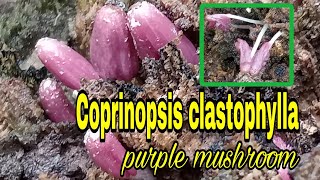 Beautiful purple mushroom Coprinopsis clastophylla [upl. by Geanine]